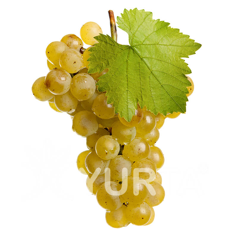 You are currently viewing Viță de vie Chasselas d’ore
