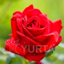Trandafir Teahybrid Dame de coeur