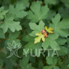 Jugastru Acer campestre, conține 5 plante