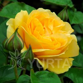 Trandafir polyantha Golden Delight la ghiveci 2L