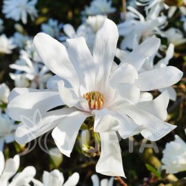 Magnolia Royal Star