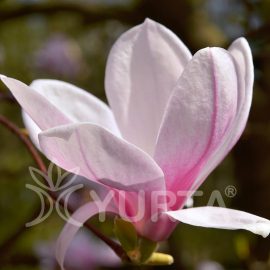 Magnolia Speciosa