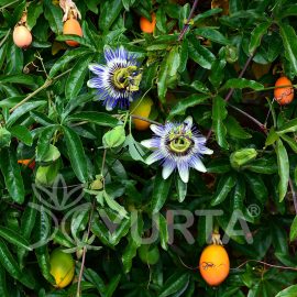 Floarea pasiunii Passiflora caerulea