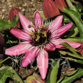 Floarea pasiunii Violacea