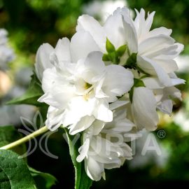 Iasomie Bouquet Blanc la ghiveci 5L