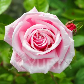 Trandafir Teahybrid Silvinetta la ghiveci de 4L