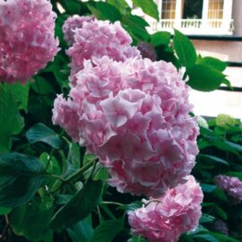 Hortensia Bouquet Rose