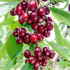 Cire columnar Victoria