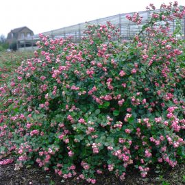 Hurmuz Symphoricarpos orbiculatus