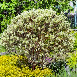 Corn Cornus alba Sibirica