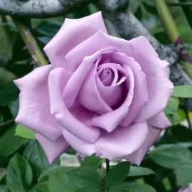 Trandafir Teahybrid Sissi