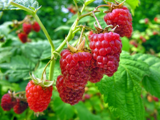 You are currently viewing Plantarea arbuștilor fructiferi: zmeur, mur