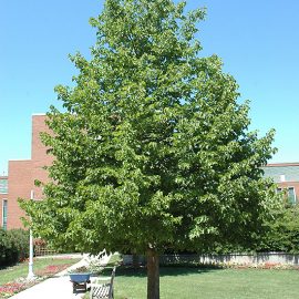 Alun Turcesc Corylus colurna