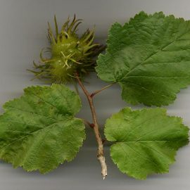 Alun Turcesc Corylus colurna