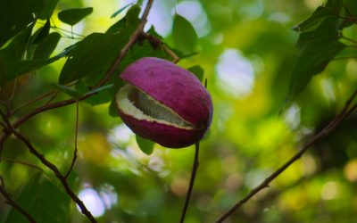 Viță de ciocolată Akebia Quinata