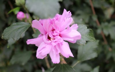 Hibiscus Ardens