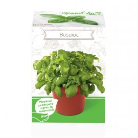 Kit plante aromatice – Busuioc