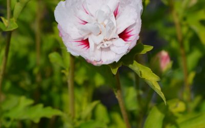 Hibiscus China Chiffon