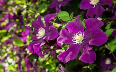 Clematis Rasputin-Gipsy Queen