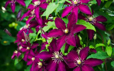 Clematis Romantika-Gizela