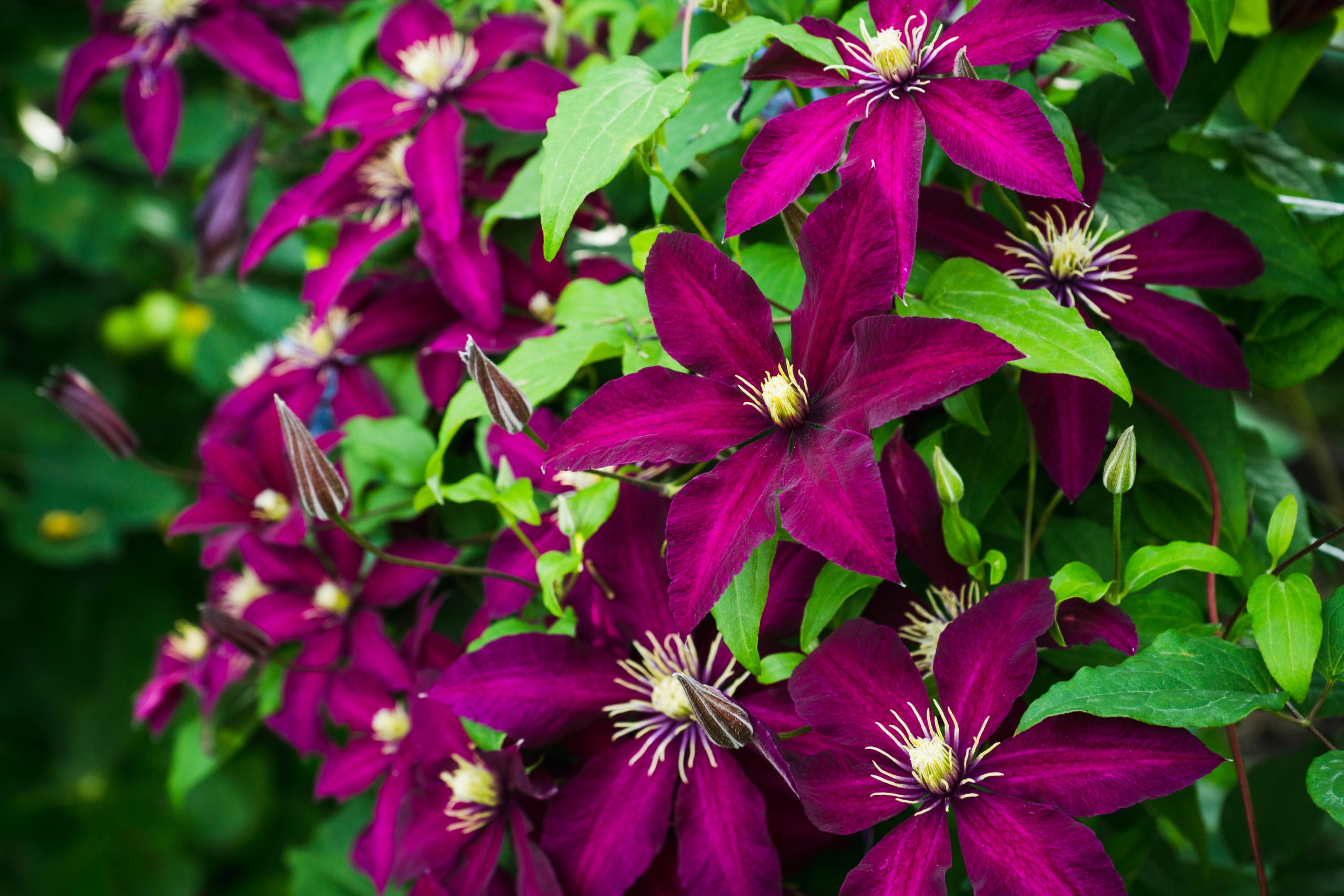 You are currently viewing Clematis Romantika-Gizela