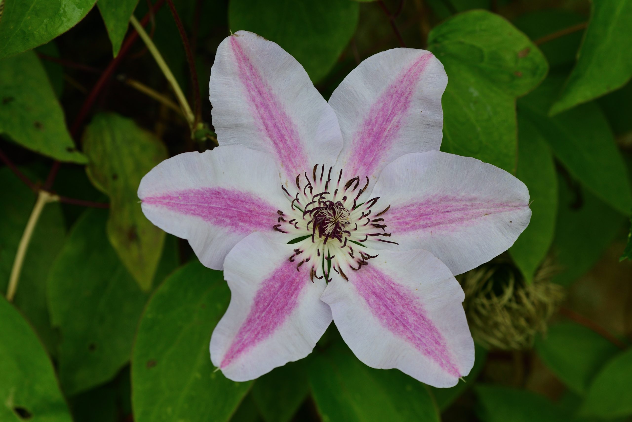 You are currently viewing Clematis Jan Paweł II