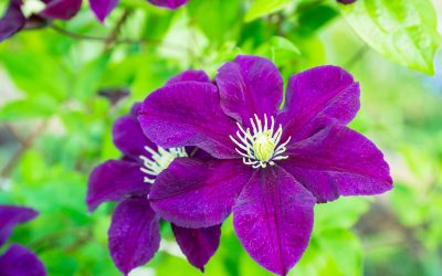 Clematis Julka