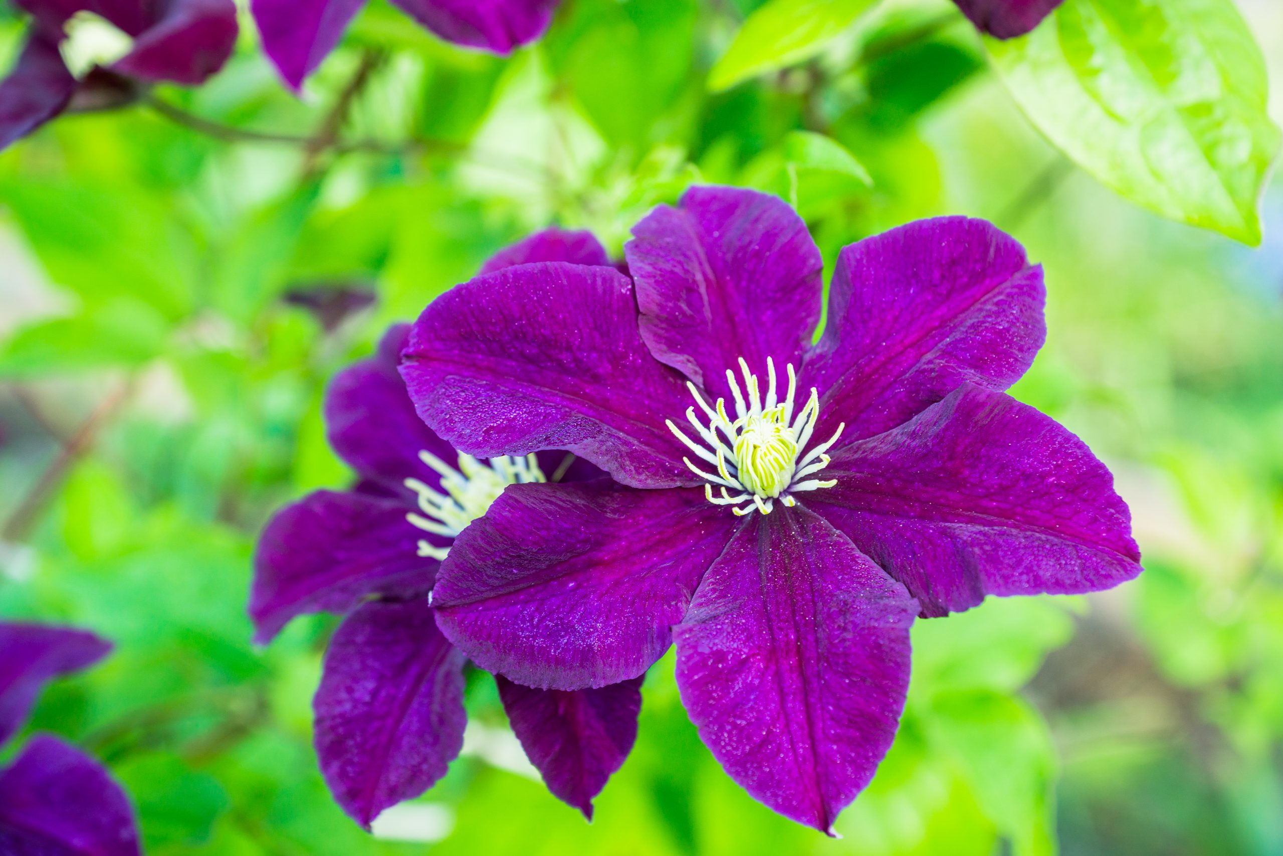 You are currently viewing Clematis Julka