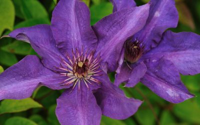 Clematis Morning sky-Lady Betty Balfour