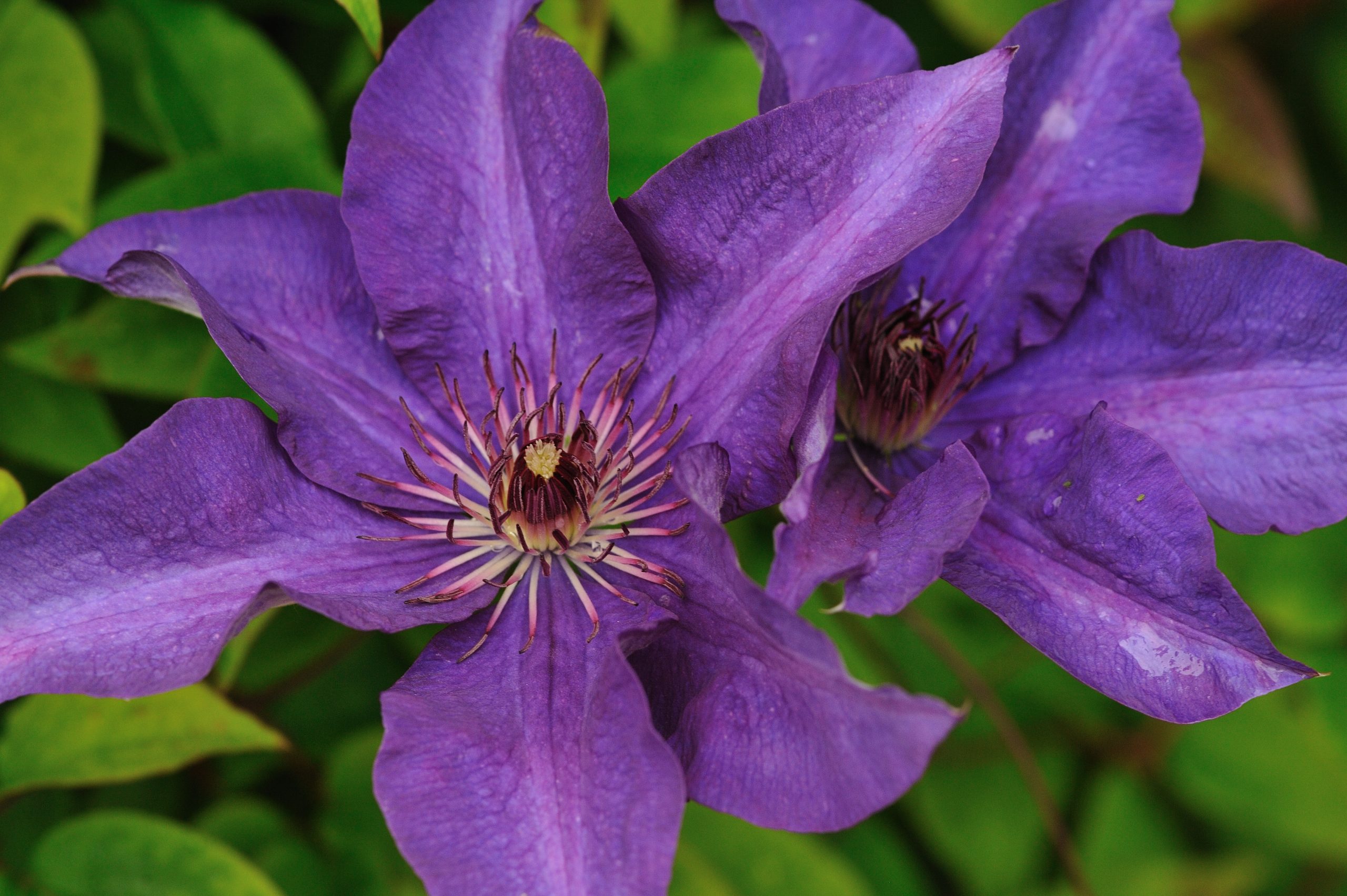 You are currently viewing Clematis Morning sky-Lady Betty Balfour