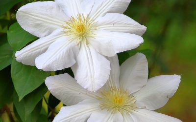 Clematis Marie Boisselot