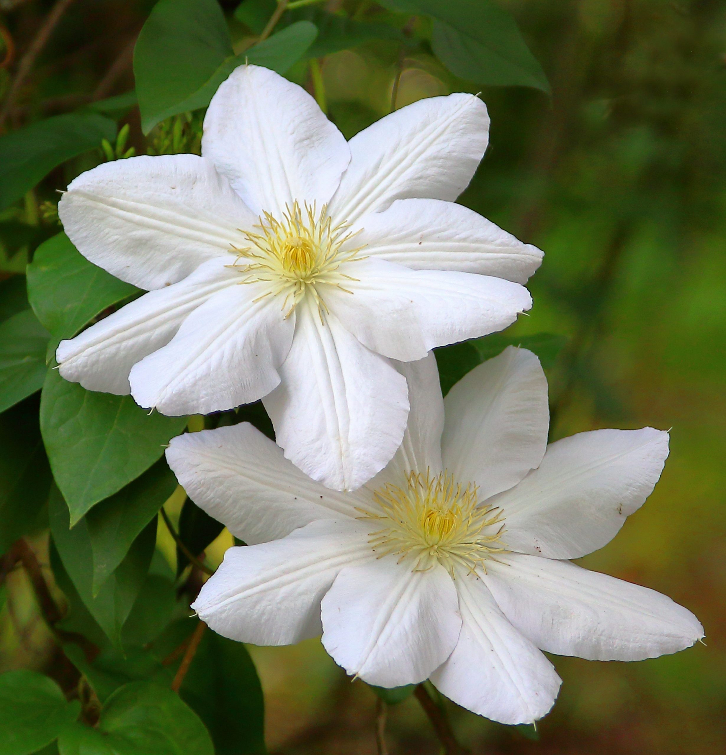You are currently viewing Clematis Marie Boisselot