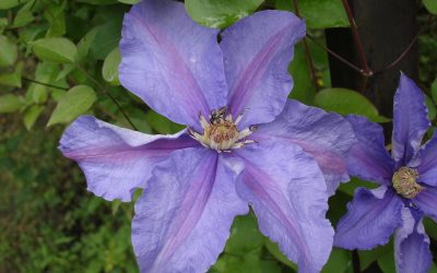 Clematis Skyfall -Minister