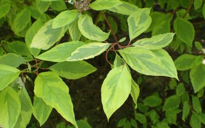 Corn Cornus Alba Spaethii