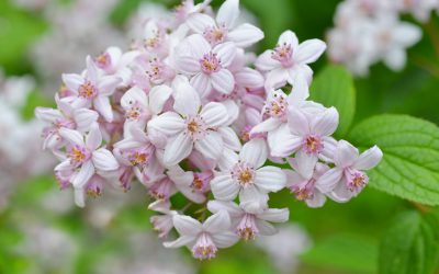 Deuția Deutzia × hybrida Mont Rose