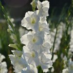 Gladiole 5 buc XXL – Alb