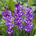 Gladiole 5 buc XXL – Blue Isle