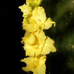 Gladiole 5 buc XXL – Galben