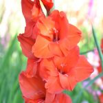 Gladiole 5 buc XXL – Hunting Song