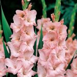 Gladiole 5 buc XXL – Nightmare