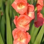 Gladiole 5 buc XXL – Peter Pears