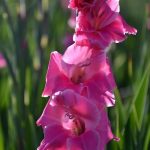 Gladiole 5 buc XXL – Pink Star