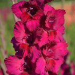 Gladiole 5 buc XXL -Plum Tart