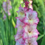 Gladiole 5 buc XXL – Priscilla