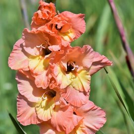 Gladiole 5 buc XXL – Roz bicolor
