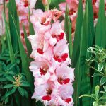 Gladiole 5 buc XXL- Wine and Rose