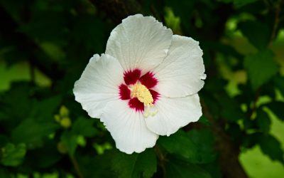 Hibiscus Hamabo