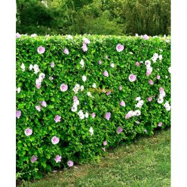 Zamosita de Siria Hibiscus syriacus