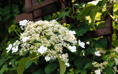 Hortenzia cățărătoare Hydrangea Petiolaris