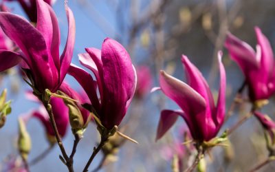 Magnolia Betty